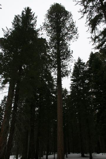 20-Sequoia 0005.JPG